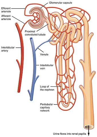 The detailed structure of a nephron and its associated blood supply